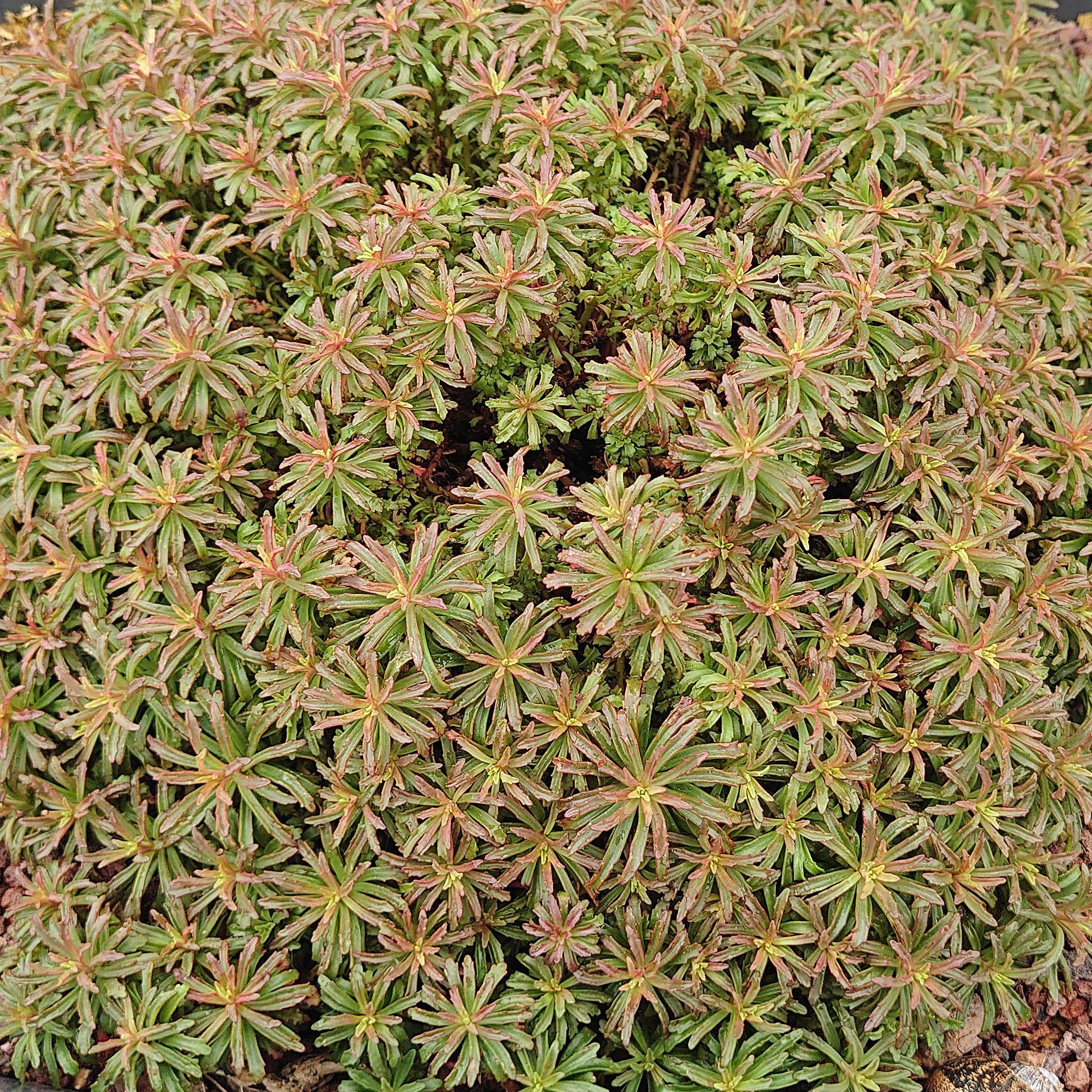 Passion Vivaces SEDUM kamtschaticum orpin godet jaune d'or
