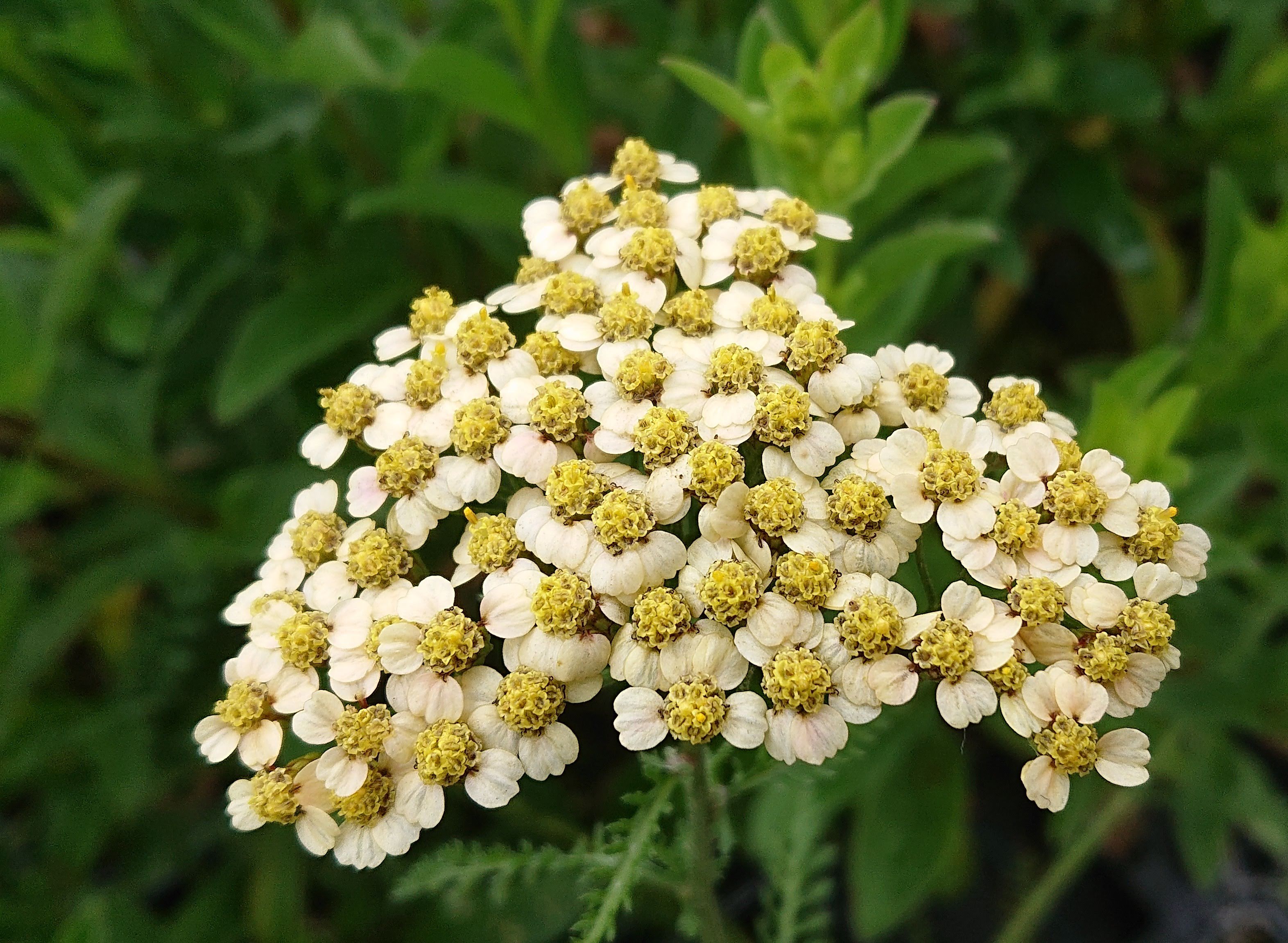 Passion Vivaces Achillea millefolium Hannelore Pahl achillée vivace soleil