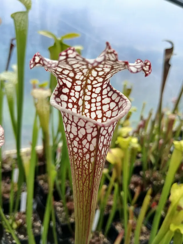 Carniflore Sarracenia Cronus Titan plante carnivore 80 cm pot 11