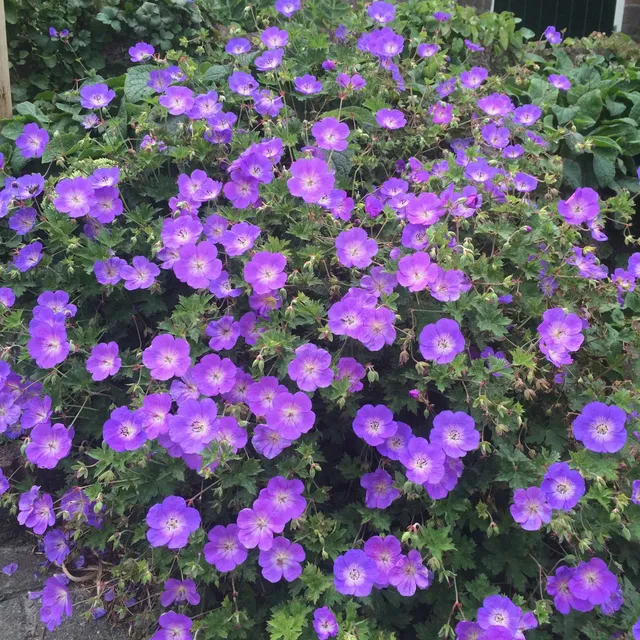 Bakker Rozanne géranium vivace pot 9cm violet floraison longue