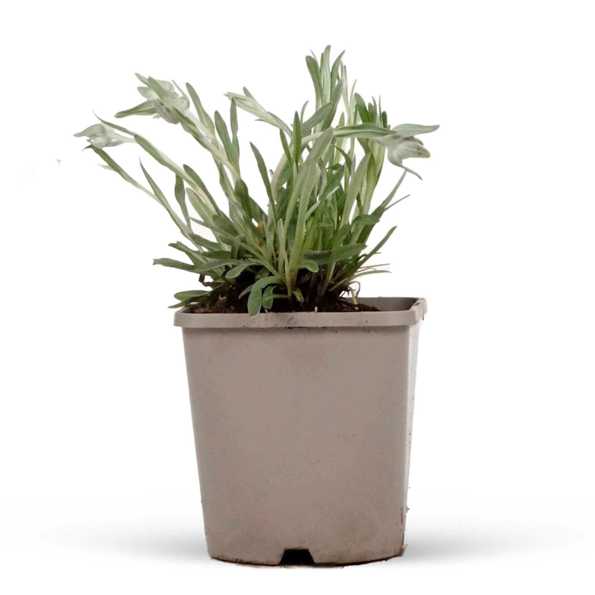 Bakker Edelweiss des Alpes vivace pot 9cm blanc rocaille