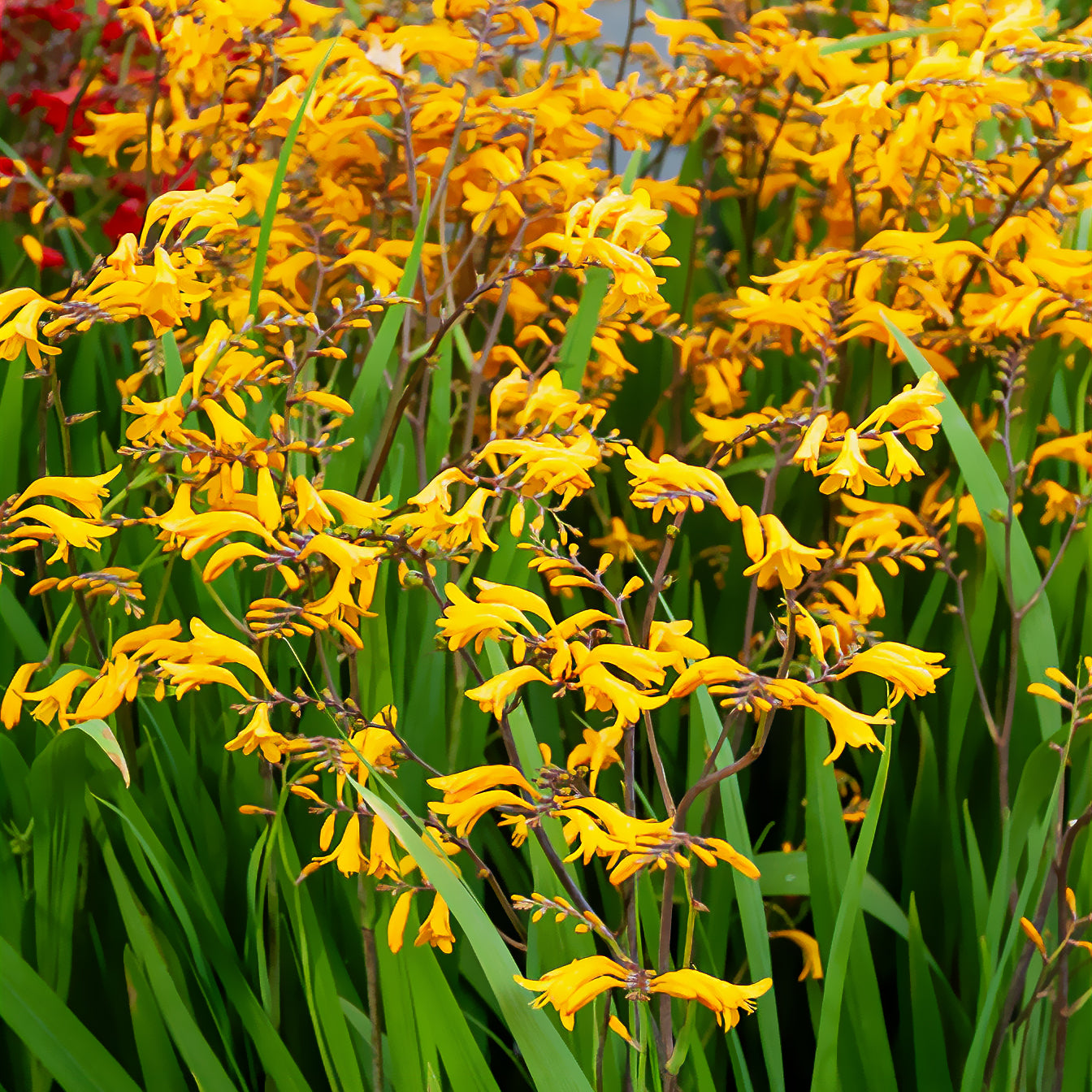 Bakker 20 Crocosmia Sunglow bulbe 8-10cm jaune