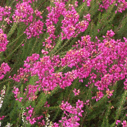 Bakker Plantes de terrasses Bruyère C.D. Eason pot 8cm rose