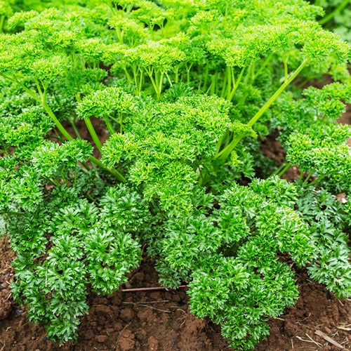 Bakker Collection fines herbes graines 4 sachets persil basilic