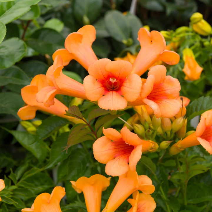 Bakker Bignone Indian Summer plante grimpante pot 3L orange