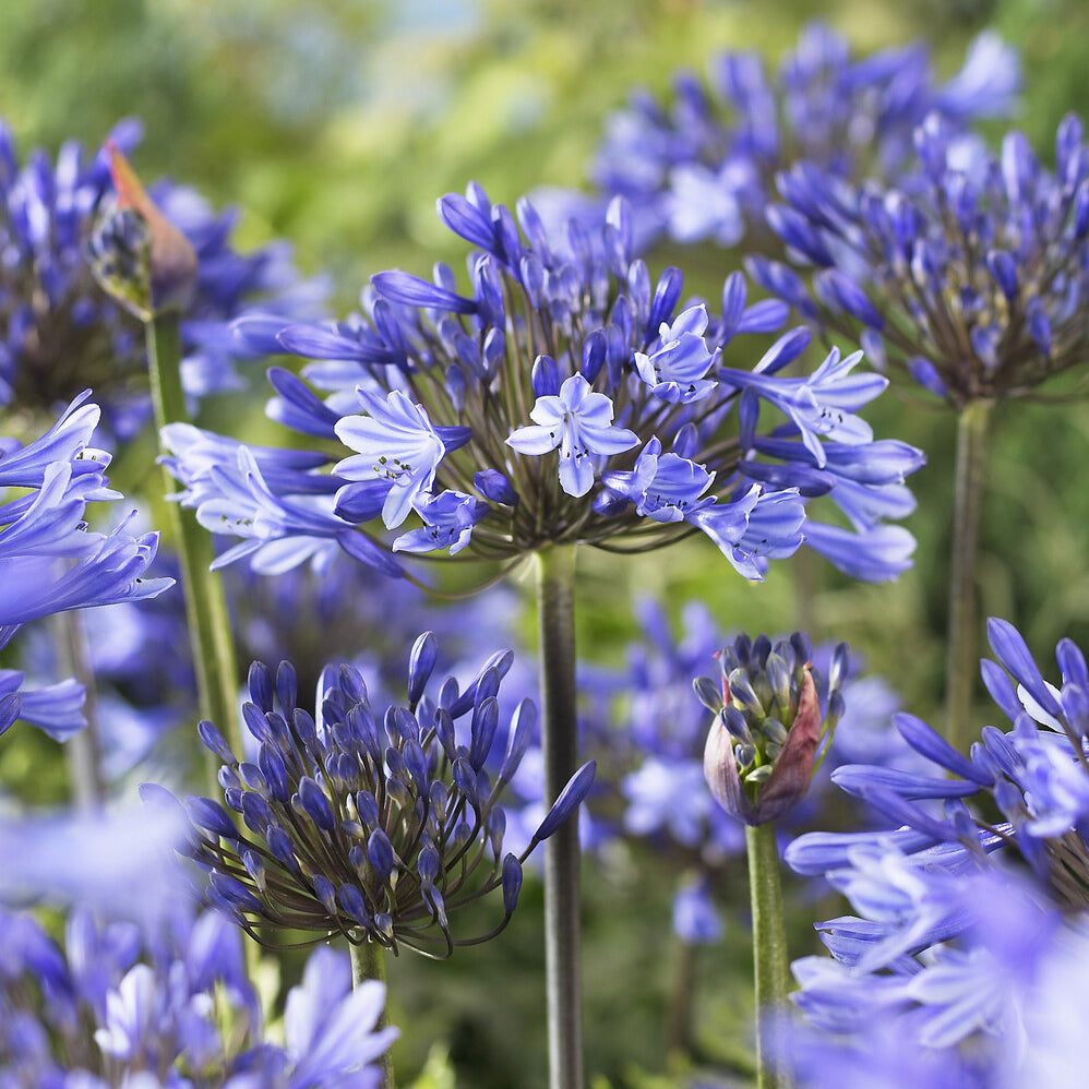 Bakker Plantes vivaces Agapanthe Doctor Brouwer pot 9cm bleue