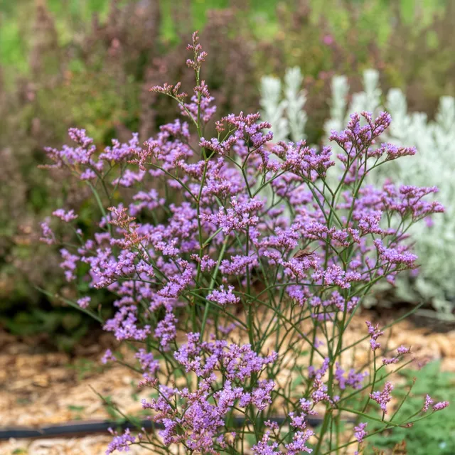 Bakker Statice Dazzle Rocks plante vivace violette pot 9 cm