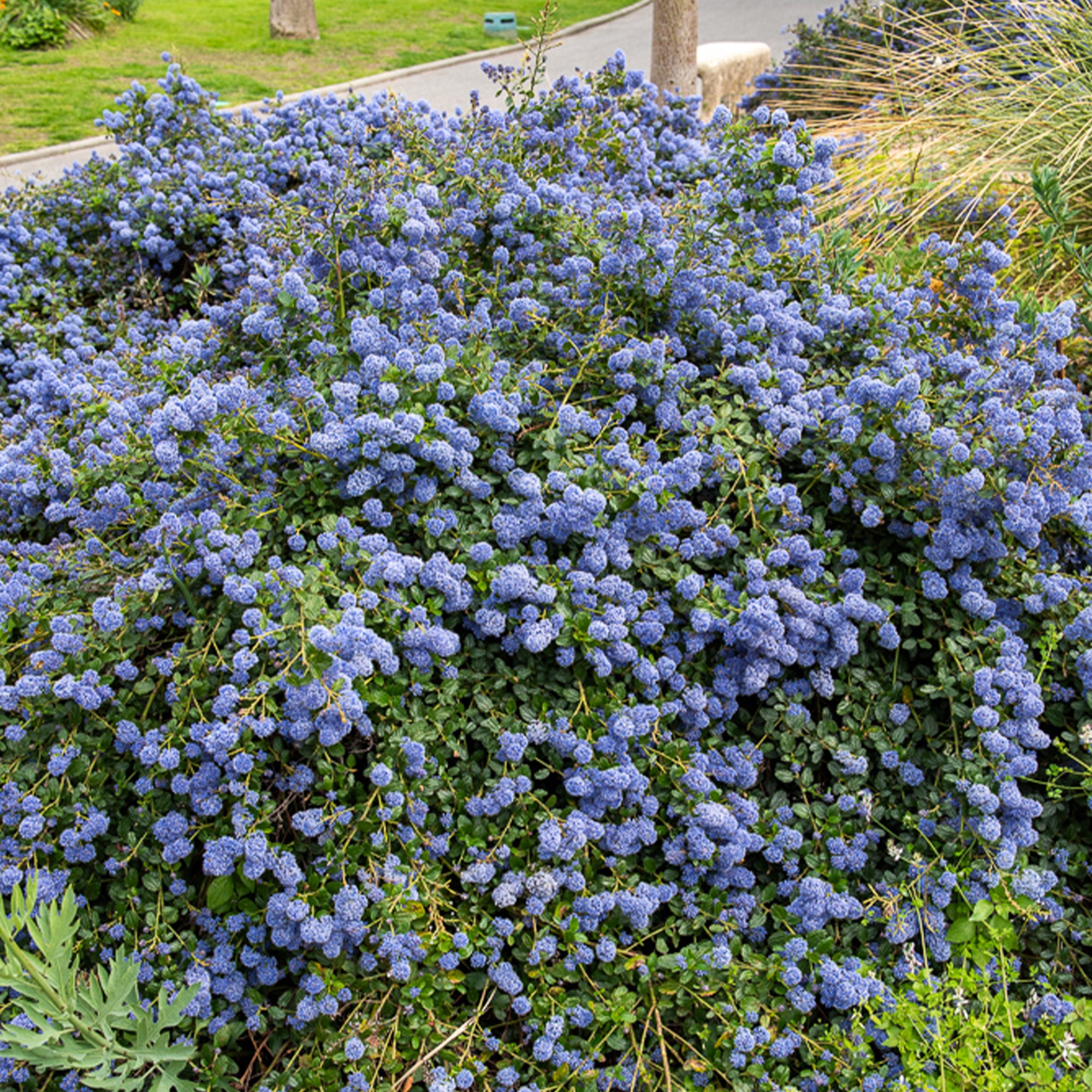 Bakker Céanothe Concha Lilas de Californie Arbuste Bleu Pot 9cm