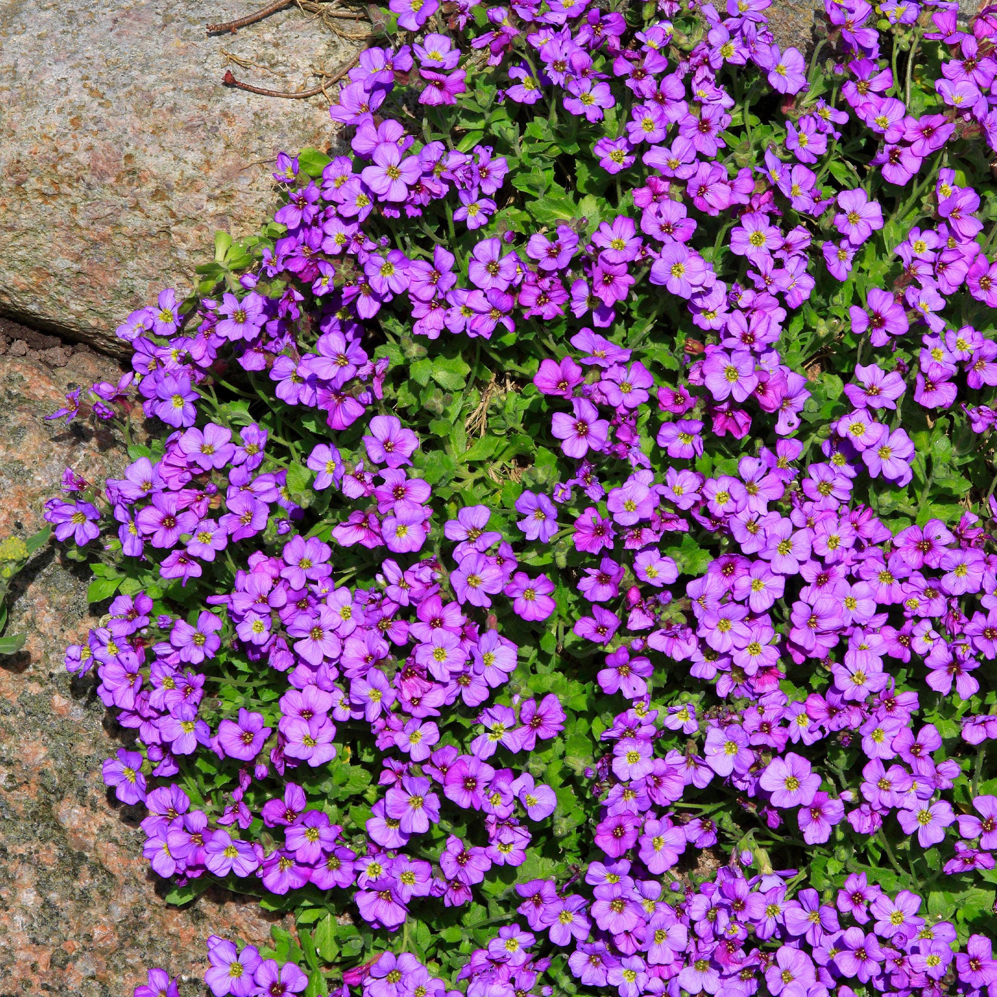 Bakker Aubriète Hamburger Stadtpark pot 9cm violette