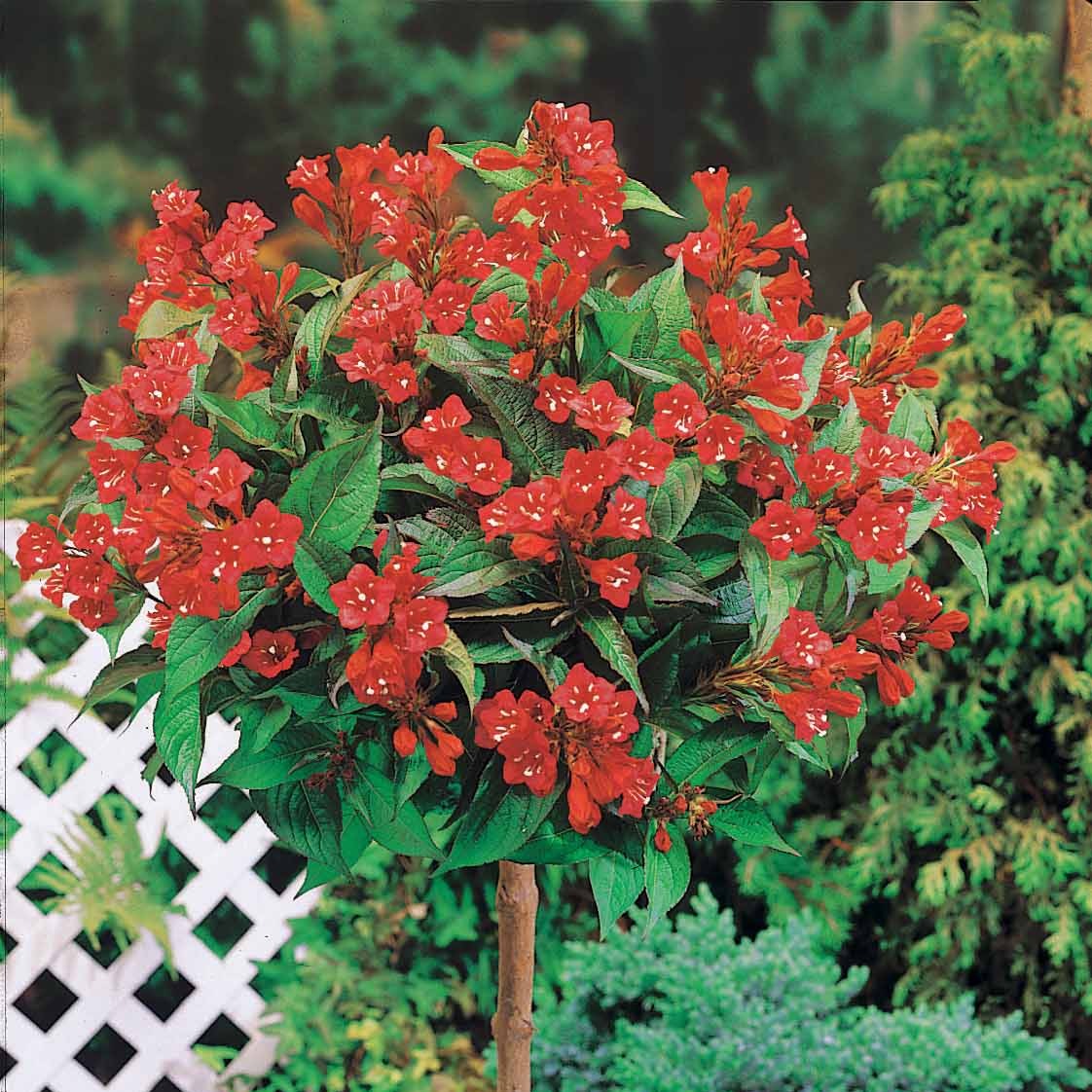 Bakker Weigelia rouge sur tige arbuste racine nue 60 cm