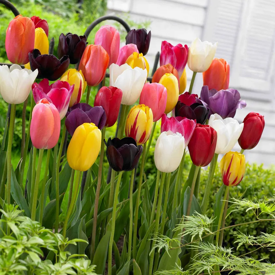 Bakker Bulbes à fleurs Tulipes longues tiges mélange 25 bulbes