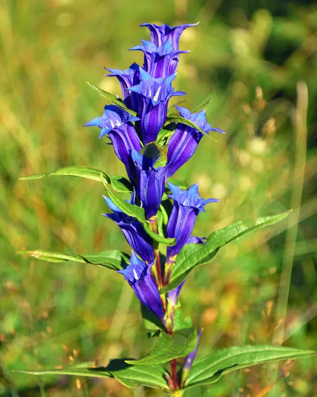 Passion Vivaces Gentiana asclepiadea plante godet clochette bleue
