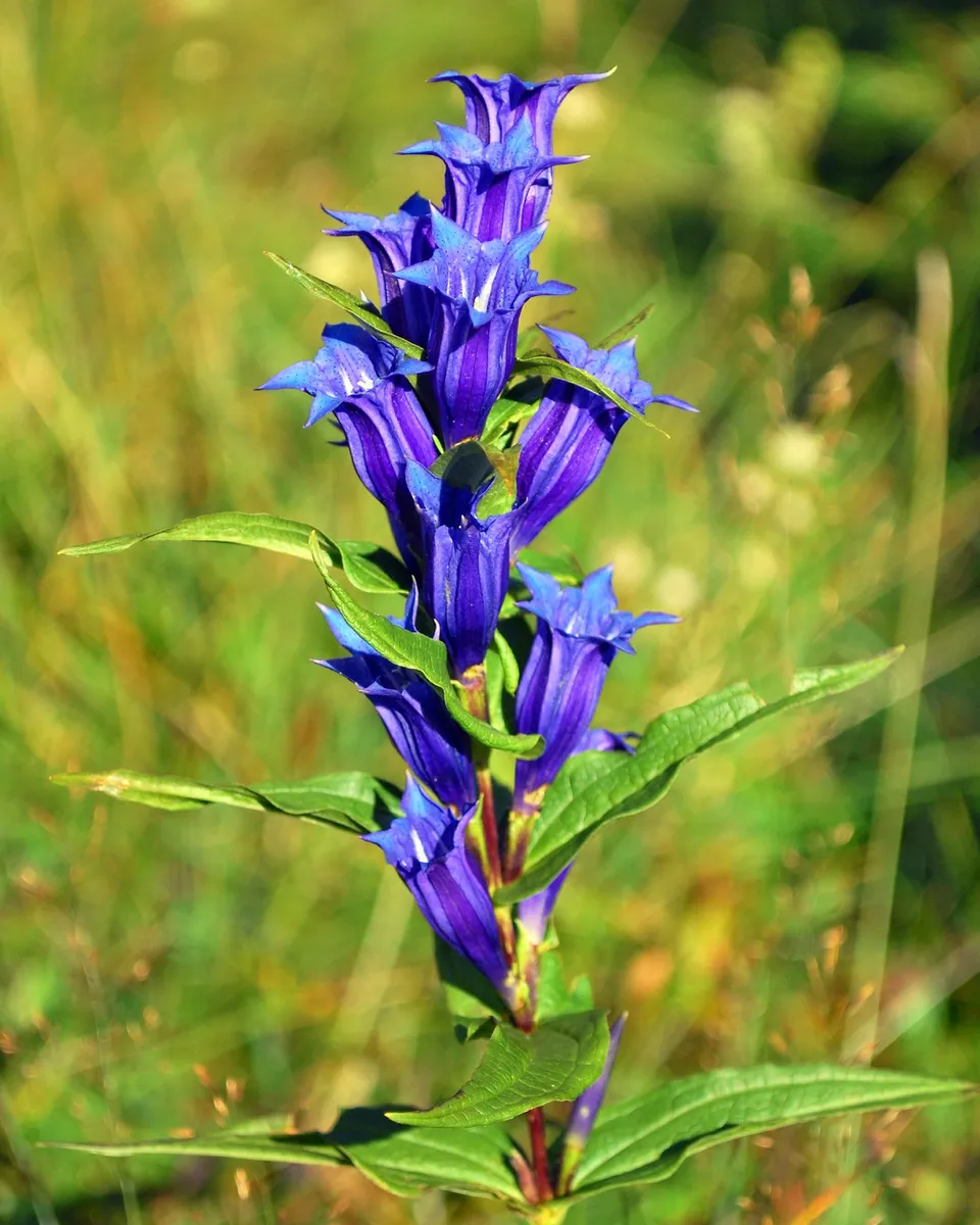 Passion Vivaces Gentiana asclepiadea plante godet clochette bleue