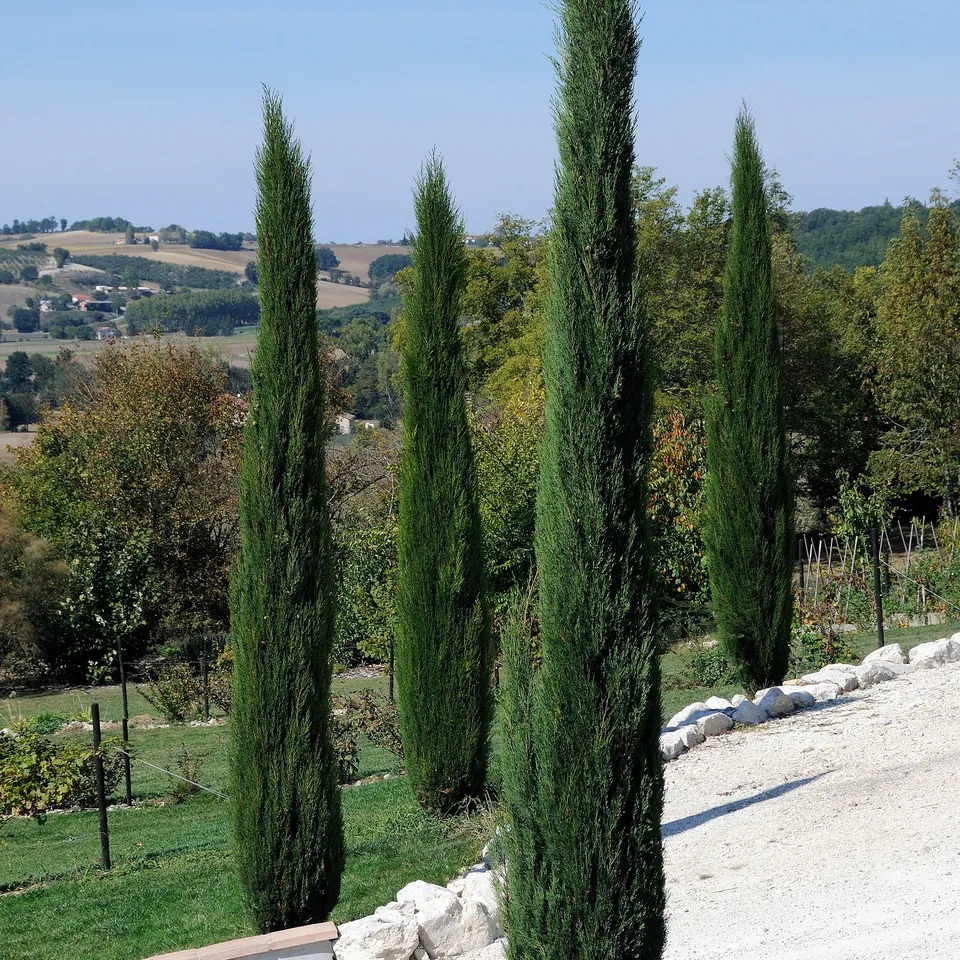 Bakker Stricta cyprès d'Italie pot Ø 9cm 10-15cm haie