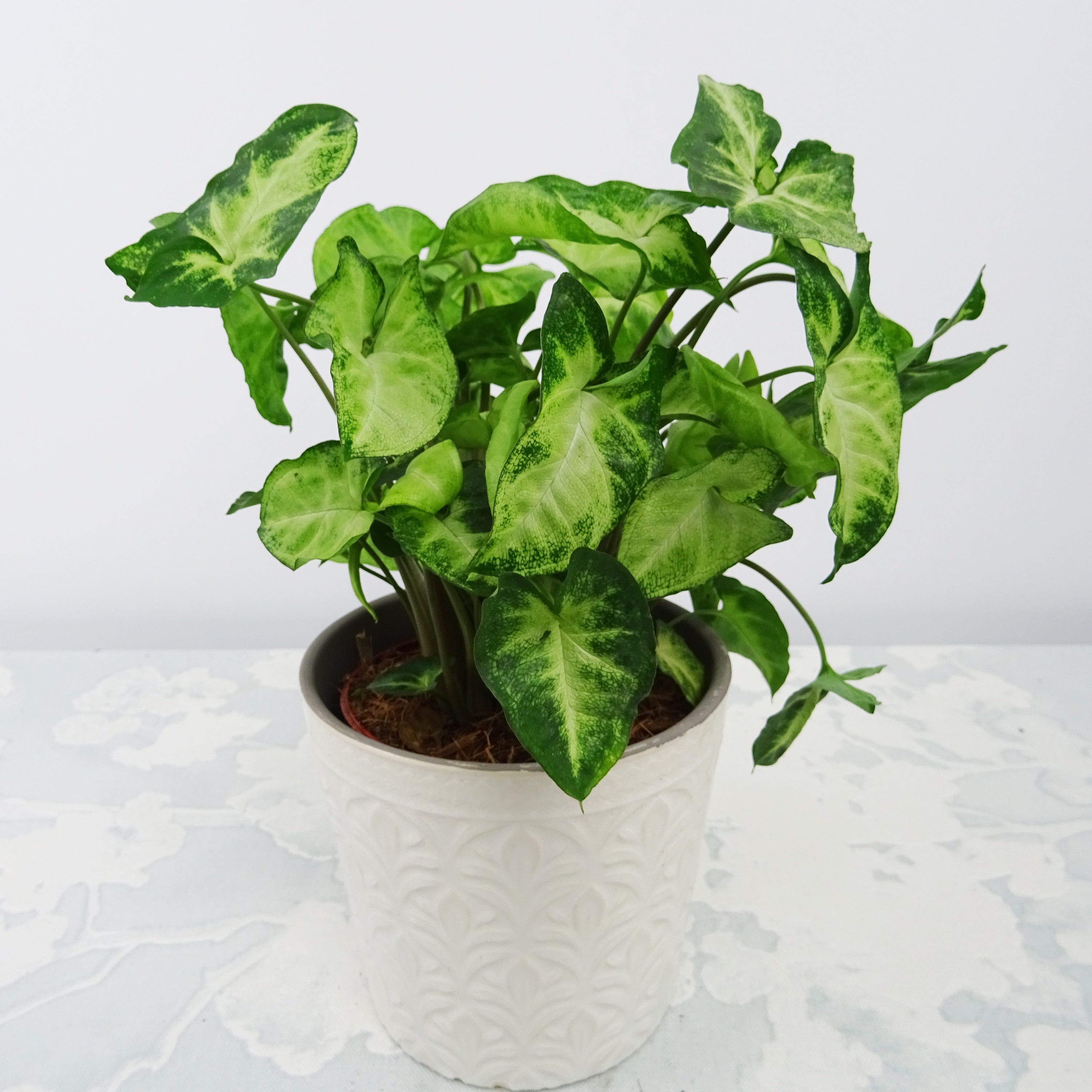 Bakker Plantes d’intérieur Syngonium Pixie plante verte 2 pots Ø12cm