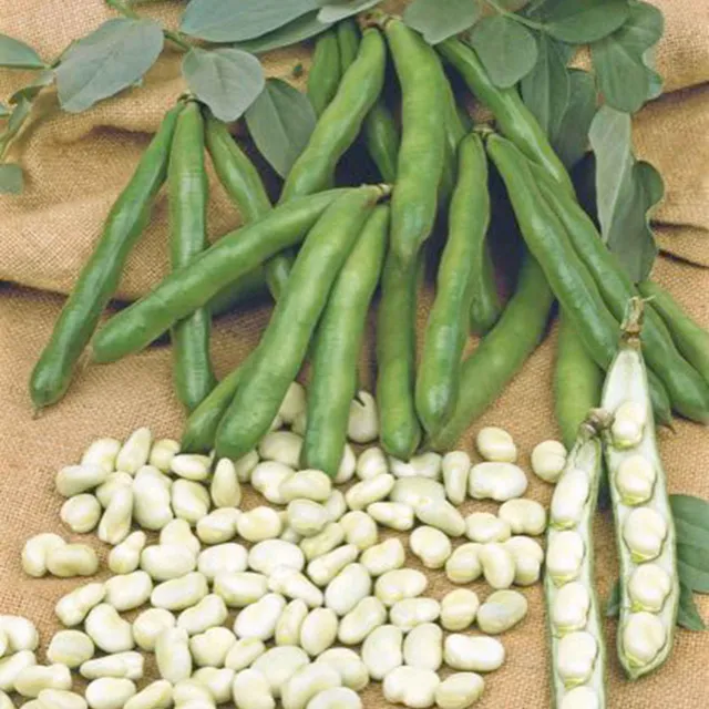 Bakker Potager et Graines Fève Witkiem graine sachet 85g précoce