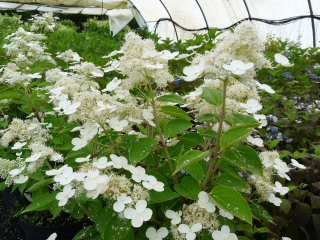 Hydrangea paniculata Prim' White hortensia panicule blanc