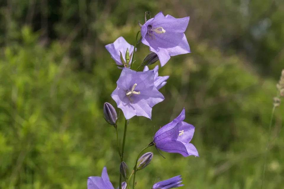 Passion Vivaces Campanula rotundifolia plante vivace pot 1L bleu