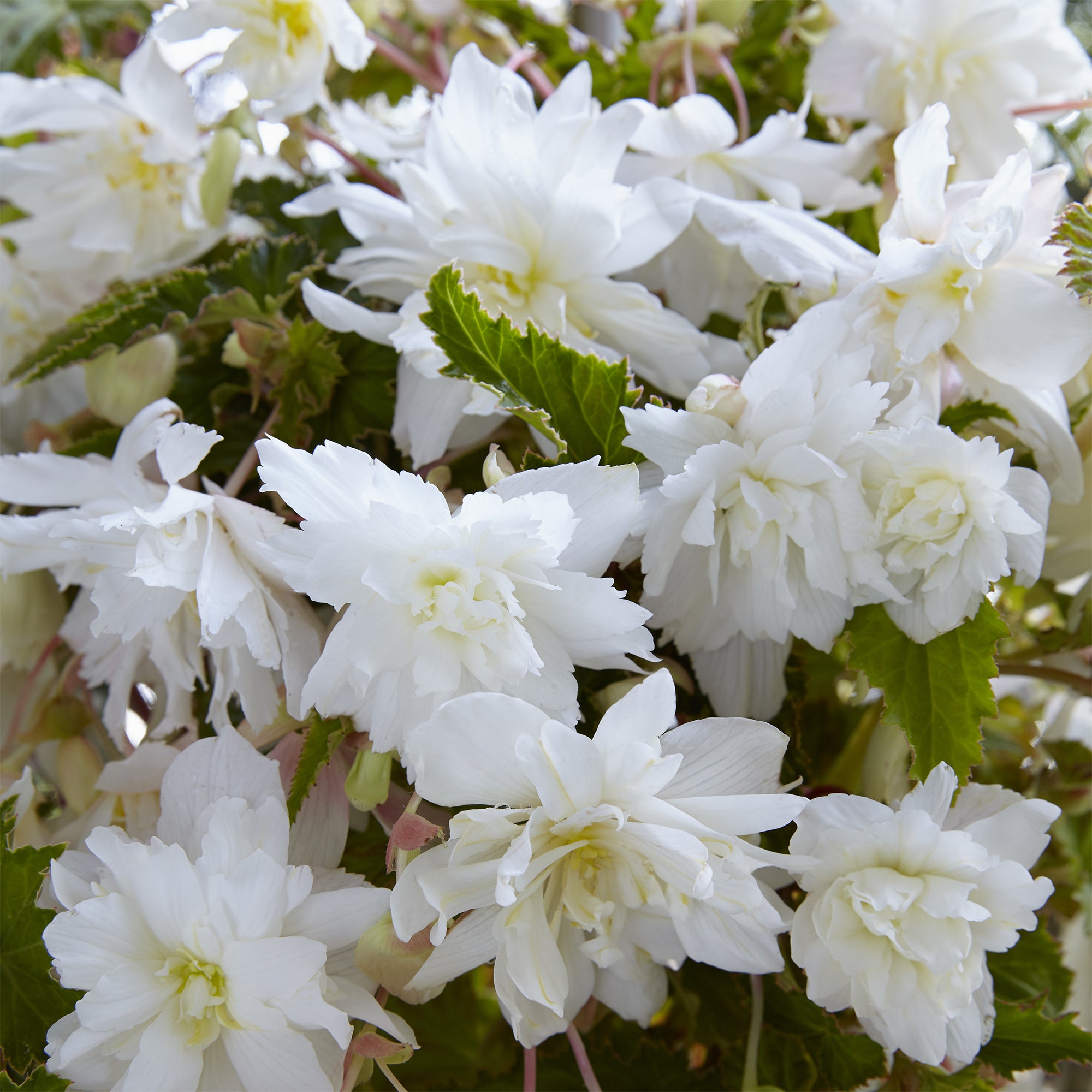 Bakker Bulbes à fleurs Bégonias retombants blancs 5 bulbes