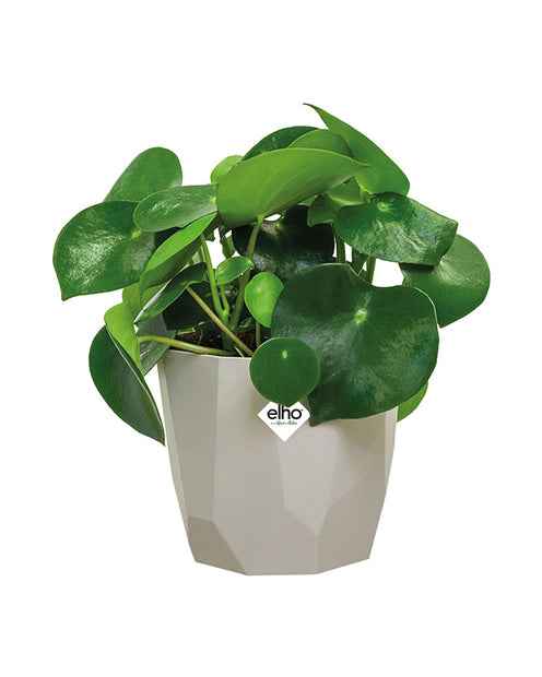 Elho B for Rock cache-pot gris pièce Ø14cm intérieur