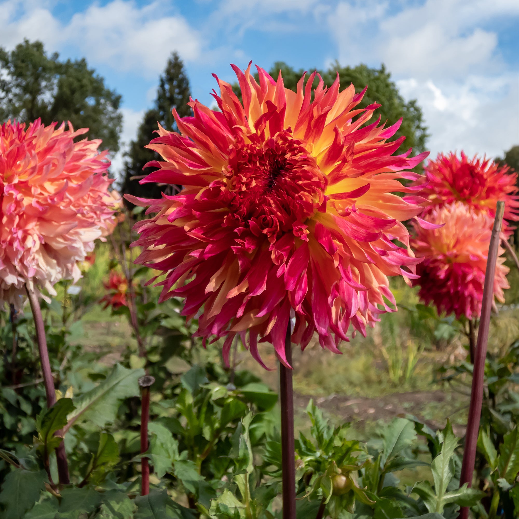 Bakker Dahlia Fubuki Myrtle's Folly 1 bulbe rose