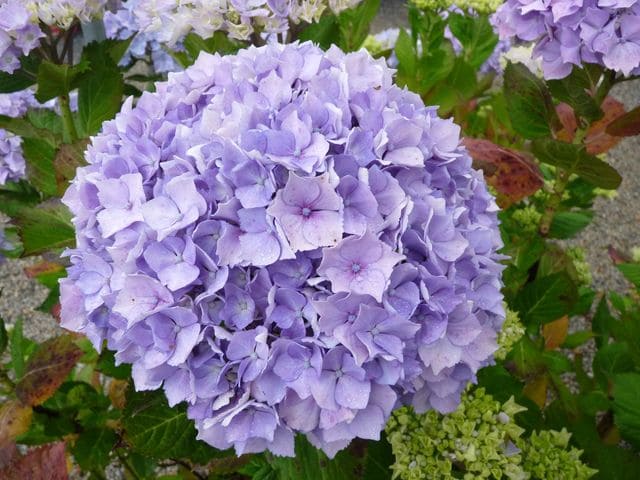Les Hortensias du Haut Bois La Marne hortensia fleurs rondes bleu