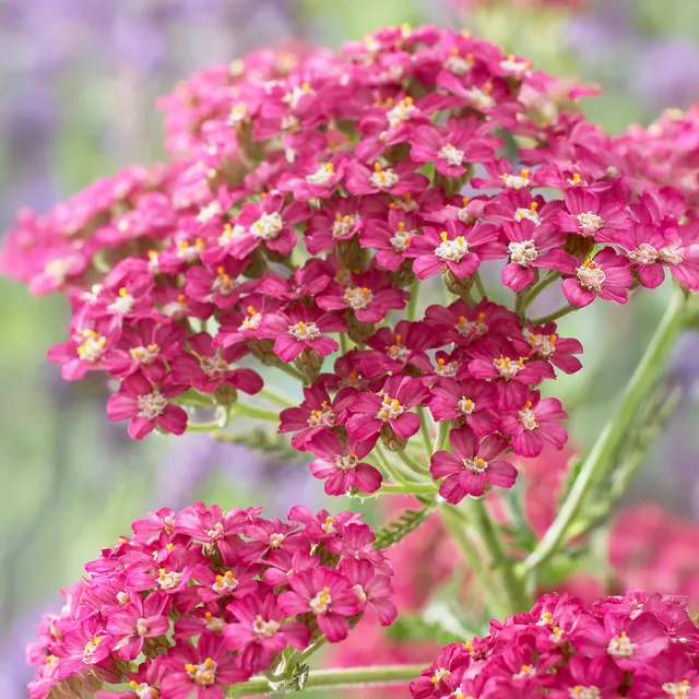Bakker Achillée Excel plante vivace pot 9cm rouge