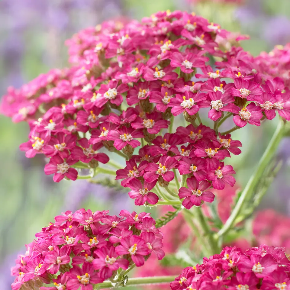 Bakker Achillée Excel plante vivace pot 9cm rouge