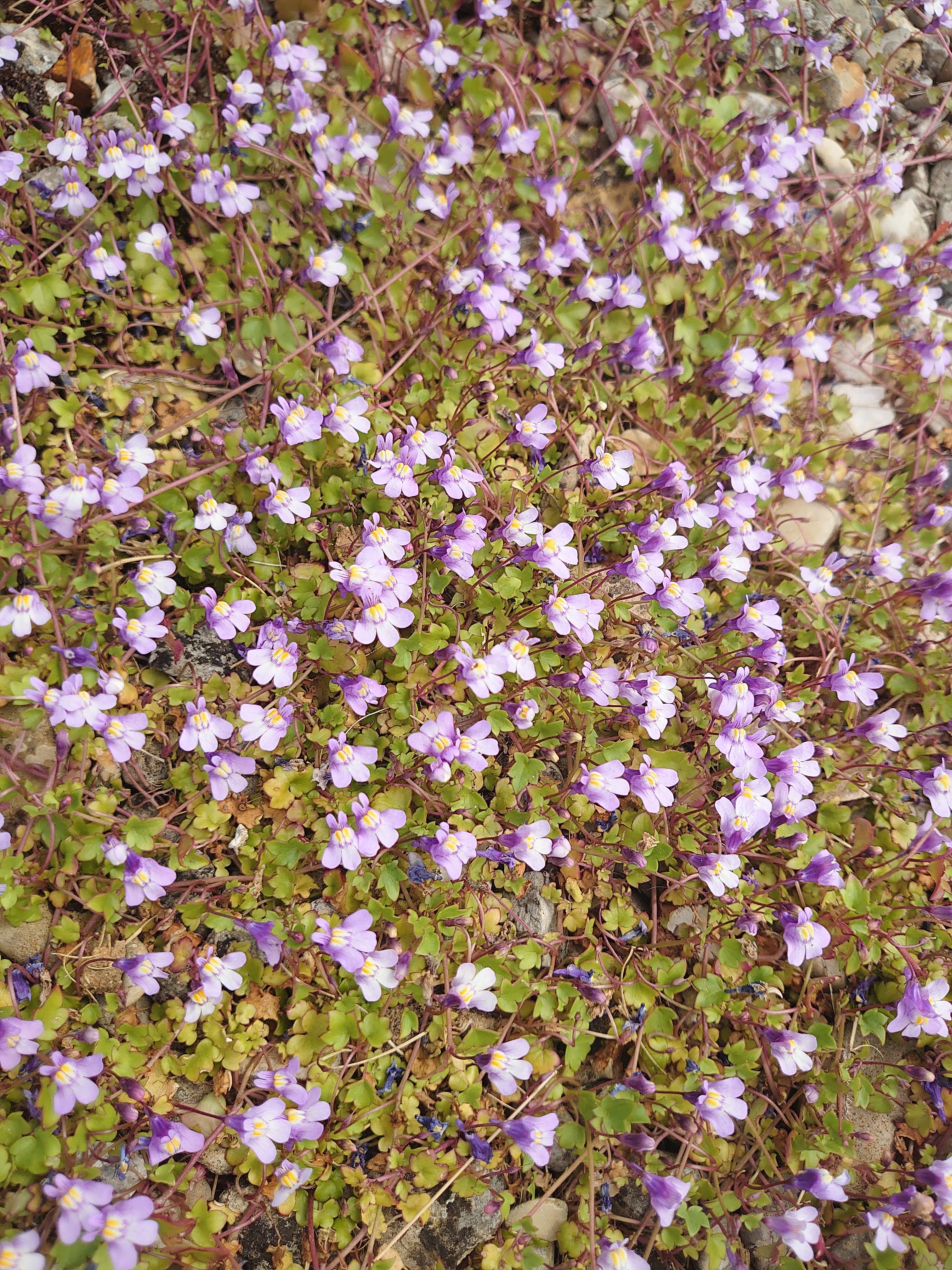 Passion Vivaces Cymbalaria muralis plante vivace pot 1L mauve