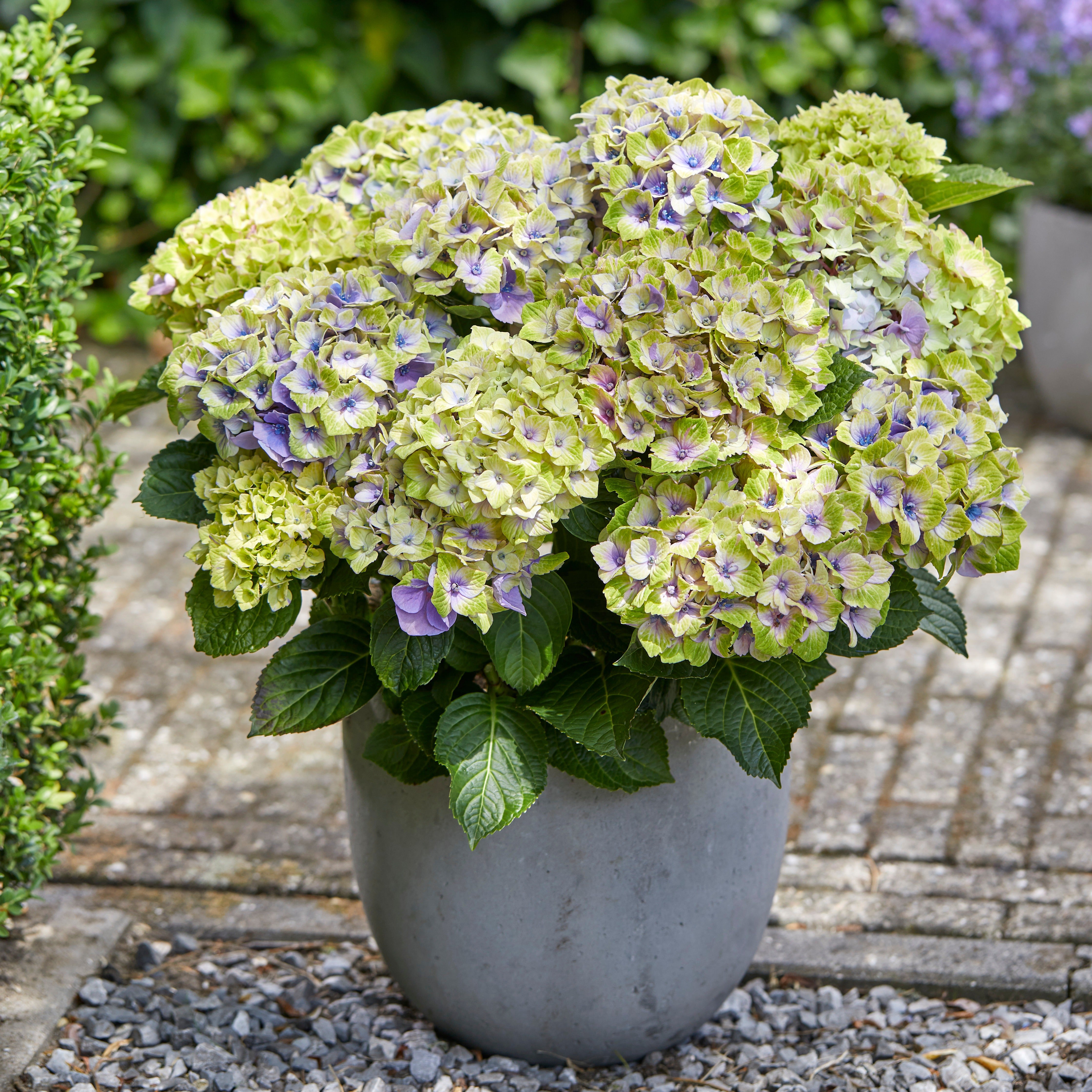 Bakker Hortensia Jewel arbuste pot 1.5L fleurs bleues