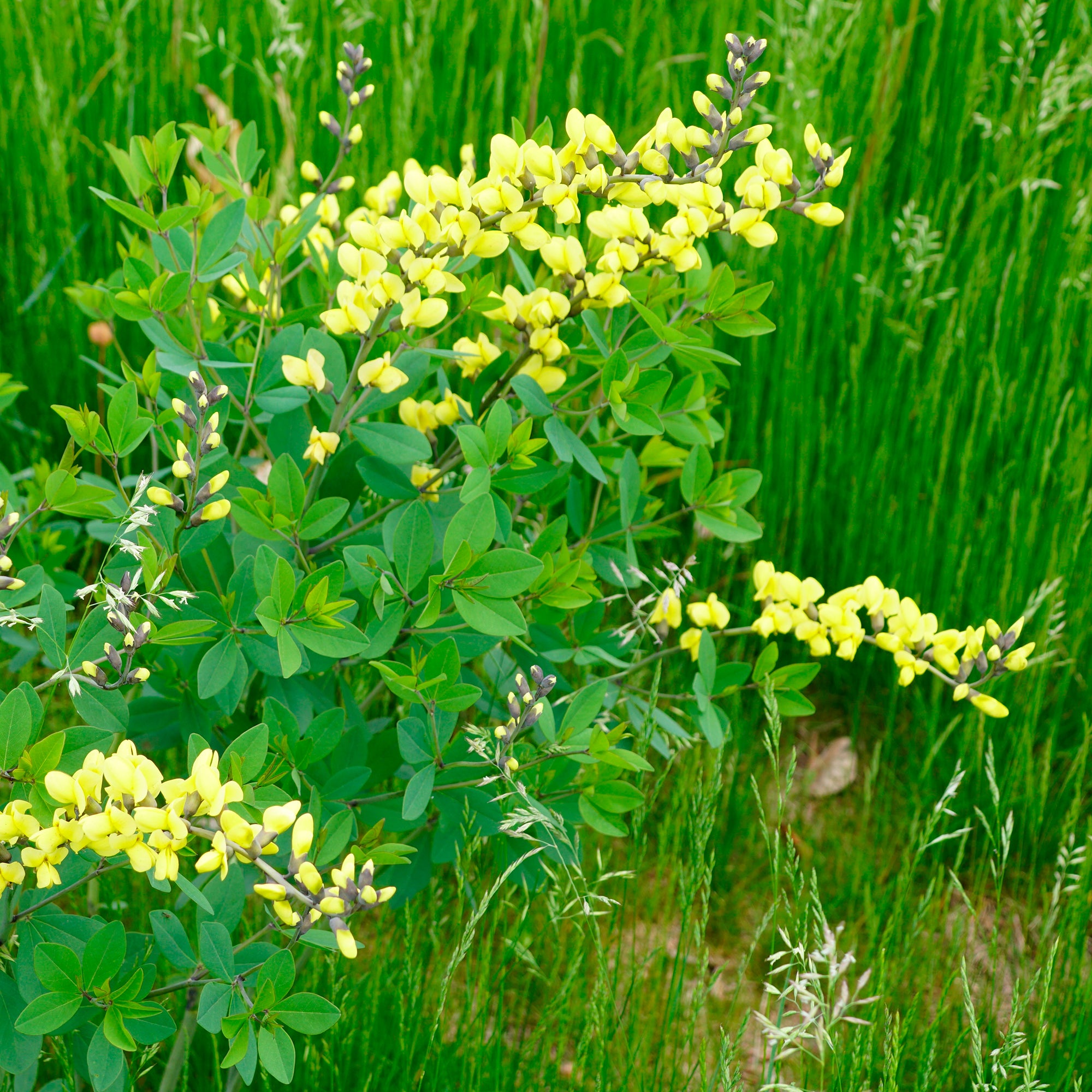 Bakker Baptisia Lemon Meringue lupin indigo jaune pot 9cm