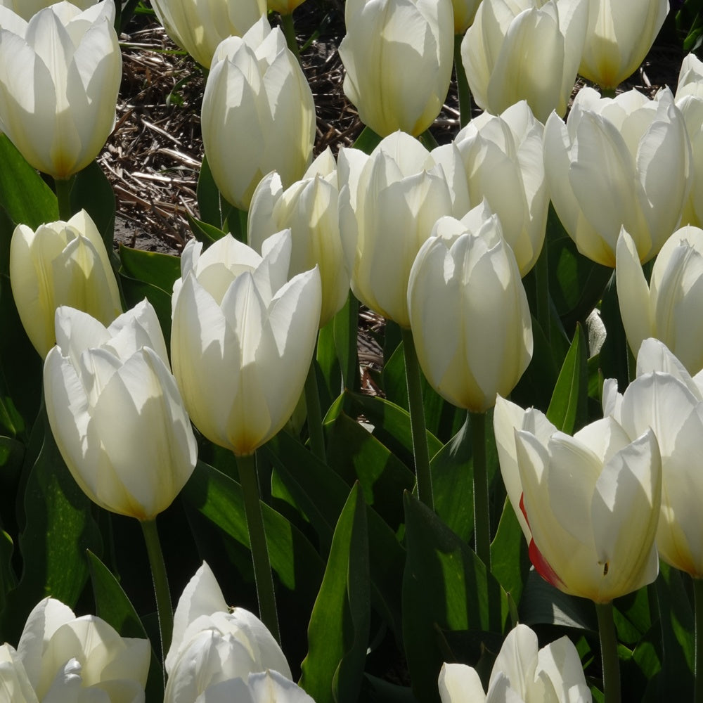 Bakker Tulipes Fosteriana Purissima sachet 10 bulbes blanc