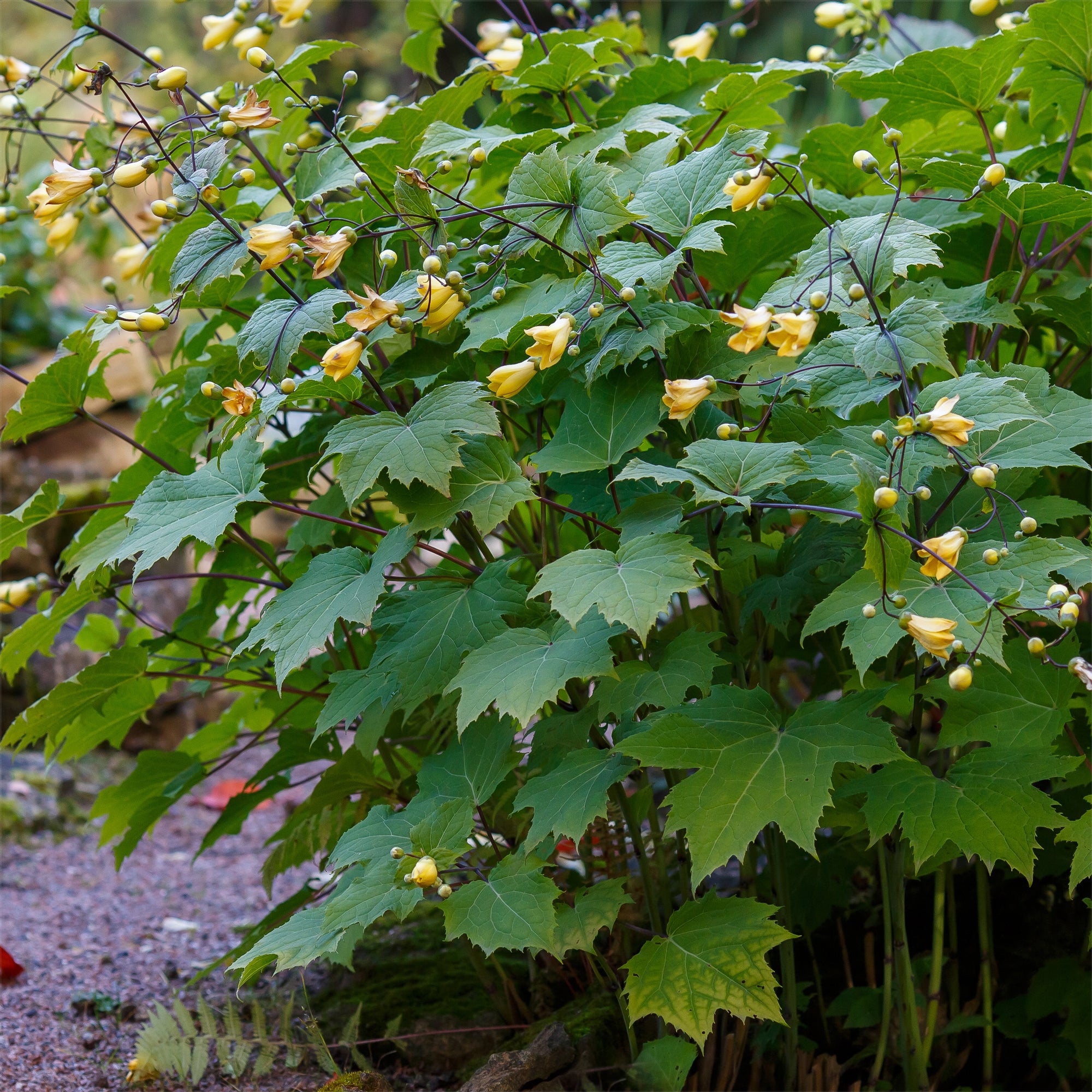 Bakker Fleur de cire Kirengeshoma vivace jaune pot Ø 9 cm