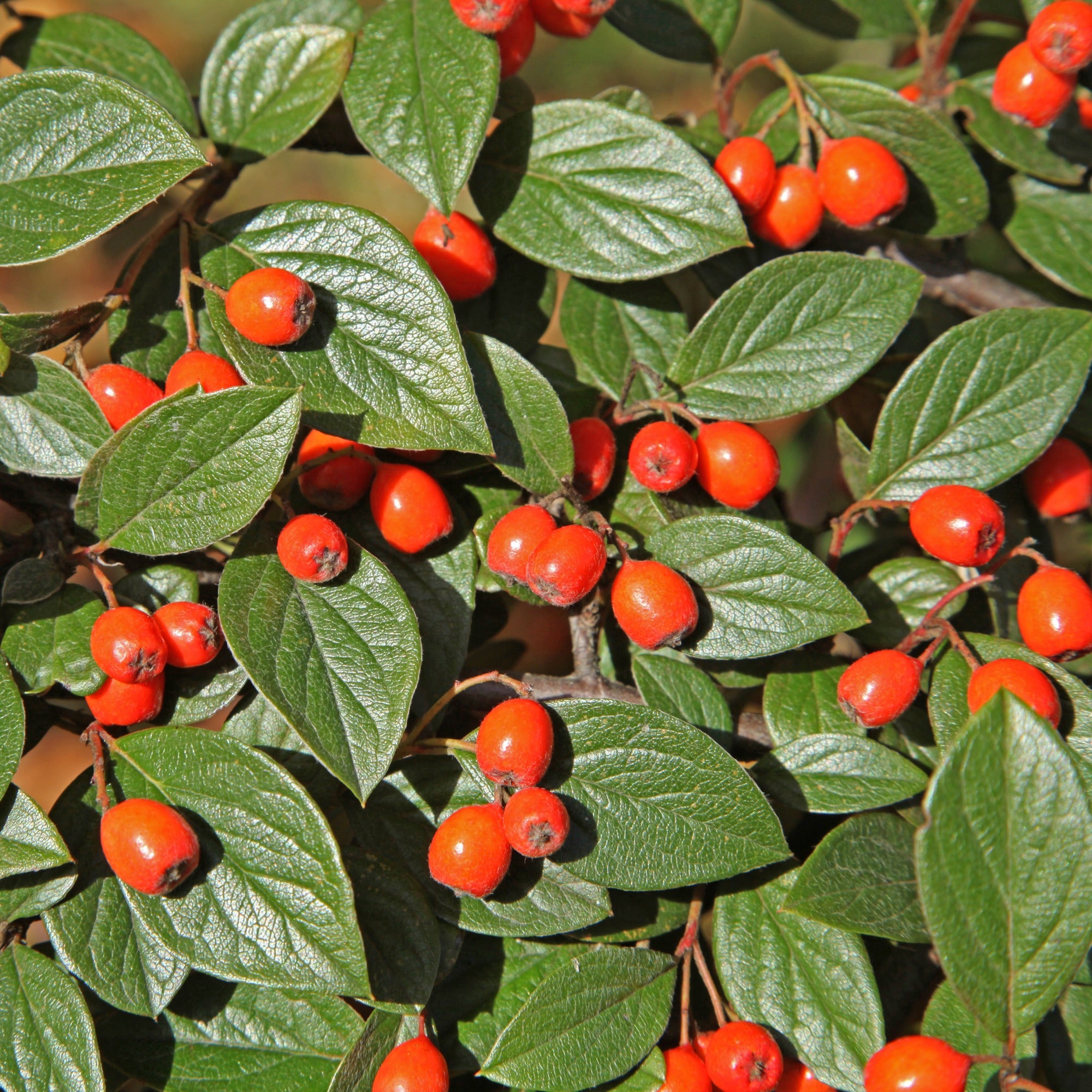 Bakker Arbustes Cotoneaster franchetii arbuste pot 1.5L haie