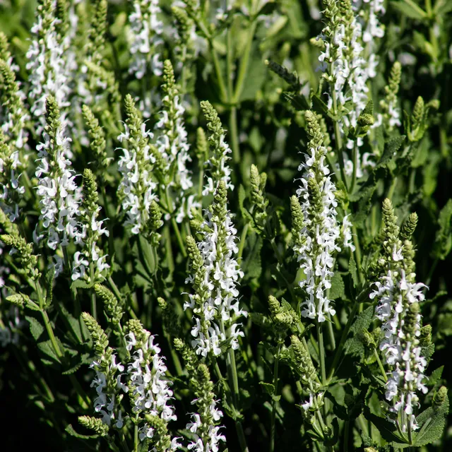Bakker Sauge des prés Swan Lake pot Ø9cm fleurs blanches
