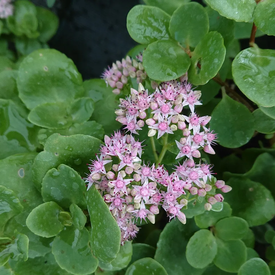 Passion Vivaces Sedum populifolium Thua plante pot 1 litre rose