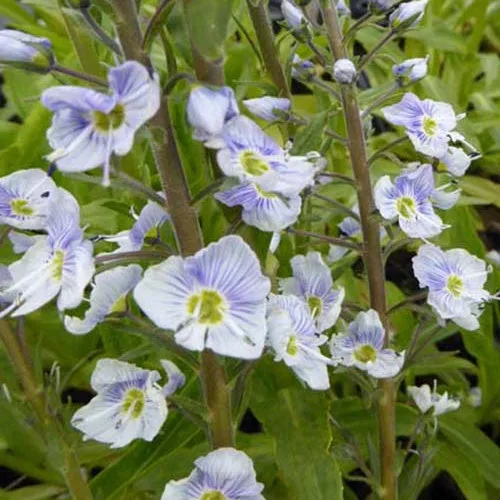 Bakker Robusta véronique vivace pot 9cm bleue
