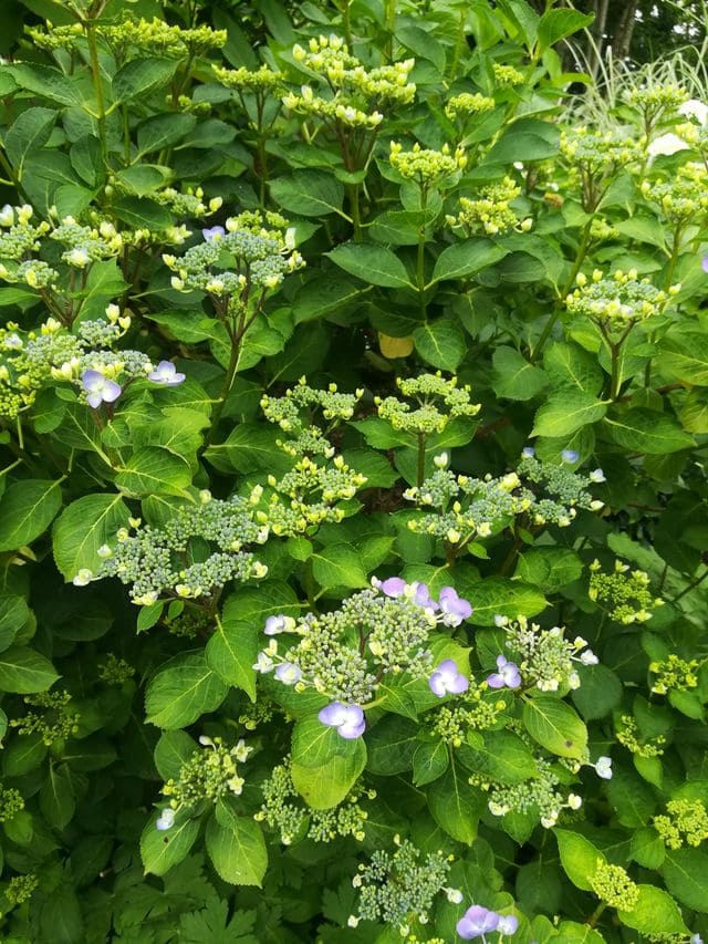 Lutin Hydrangea macrophylla hortensia fleurs plates