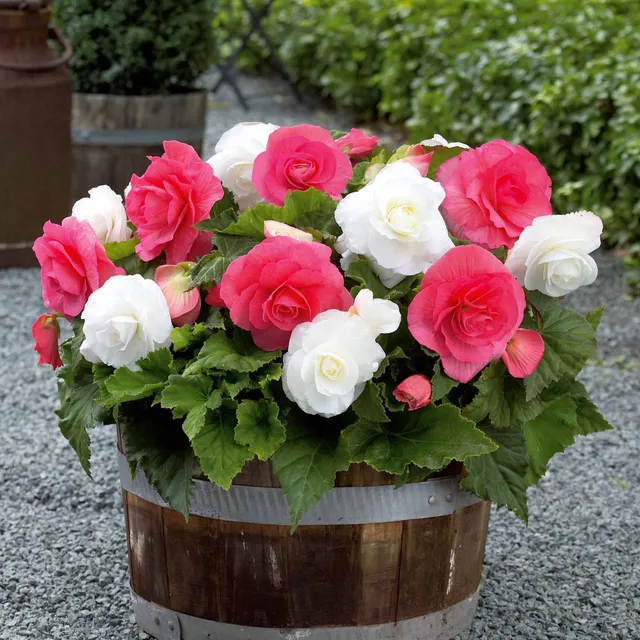 Bakker Bégonias doubles plante à fleurs sachet 6 rose blanc