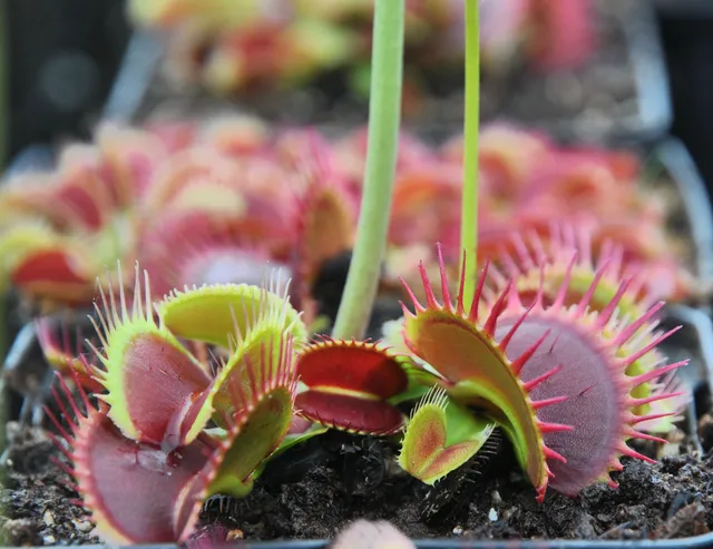Carniflore Dionée Dionaea ARPC plante carnivore pot 9 cm
