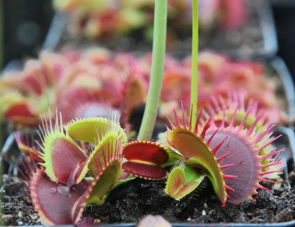 Carniflore Dionée Dionaea ARPC plante carnivore pot 9 cm