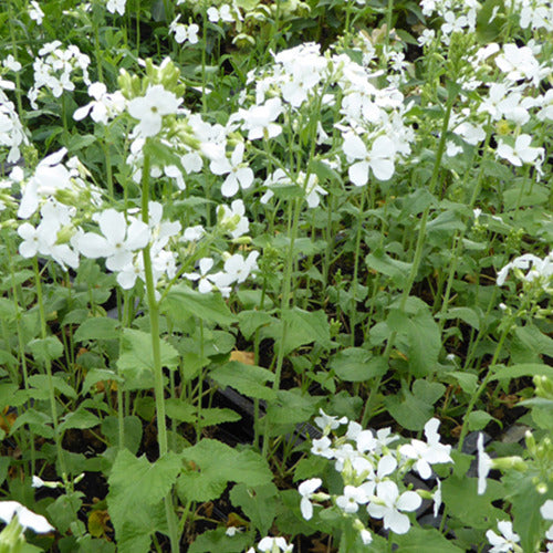 Bakker Monnaie du Pape blanche vivace pot 9cm lunes hiver