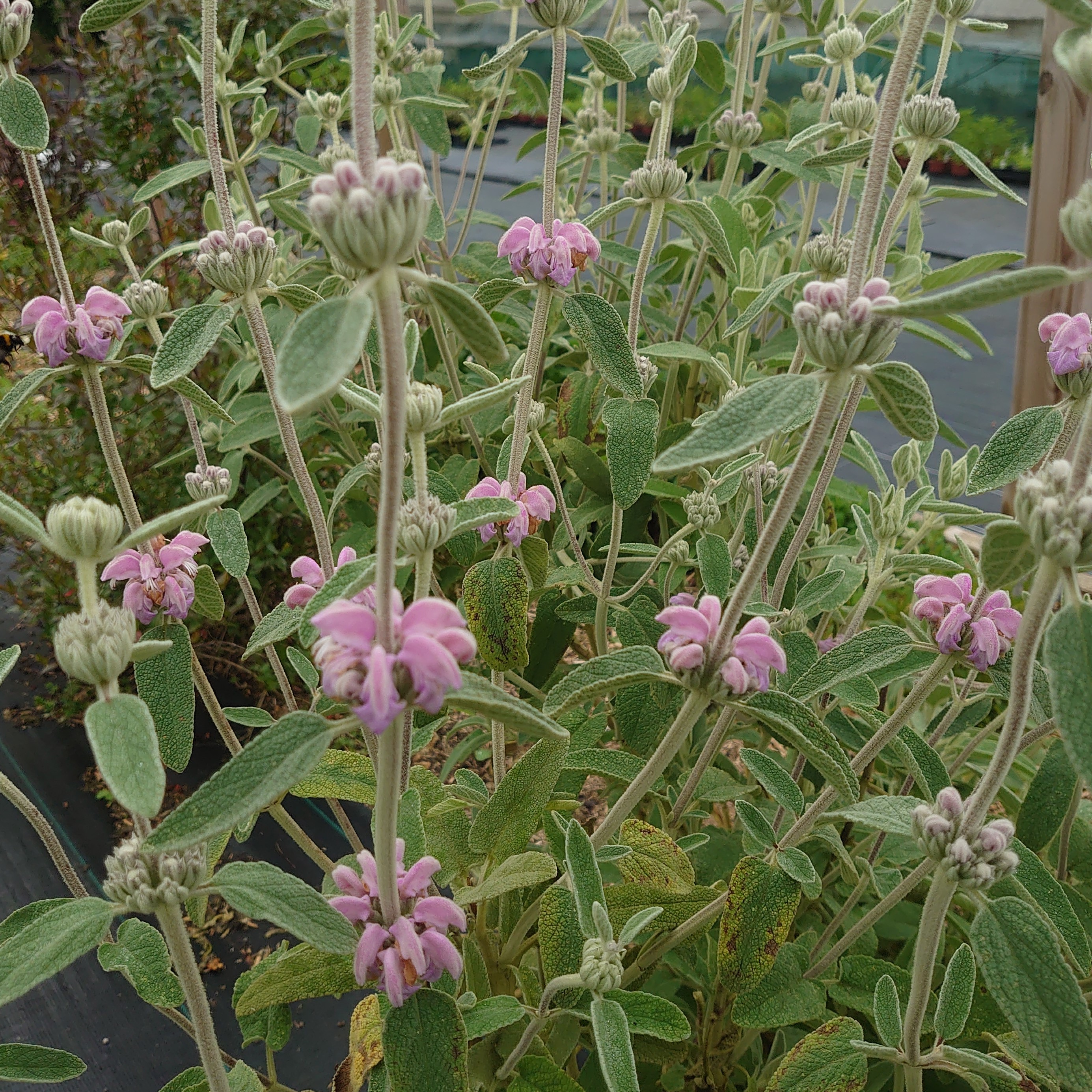 Passion Vivaces Phlomis Marina plante pot 1 litre rose persistante