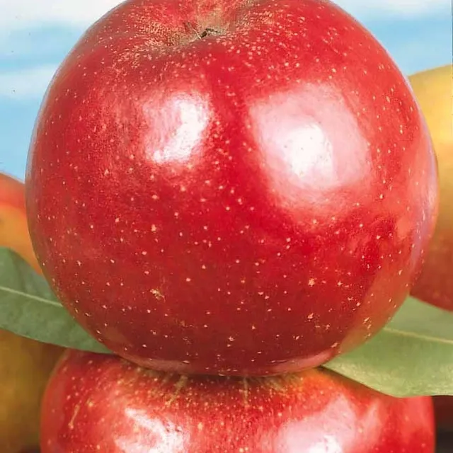 Bakker Rouge de Boskoop pommier racine nue palmette