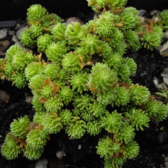 Passion Vivaces Sedum gracile plante vivace godet ombre
