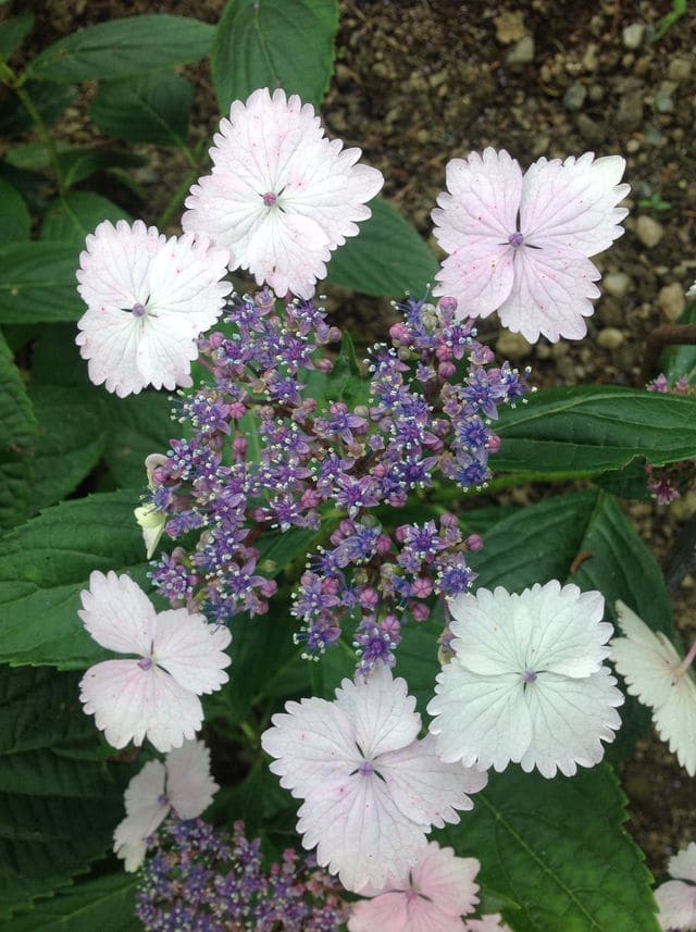 Les Hortensias du Haut Bois Nadeshiko Gaku hortensia fleurs plates