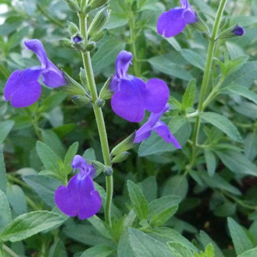Bakker Sauge Monrovia plante vivace bleue pot 9cm
