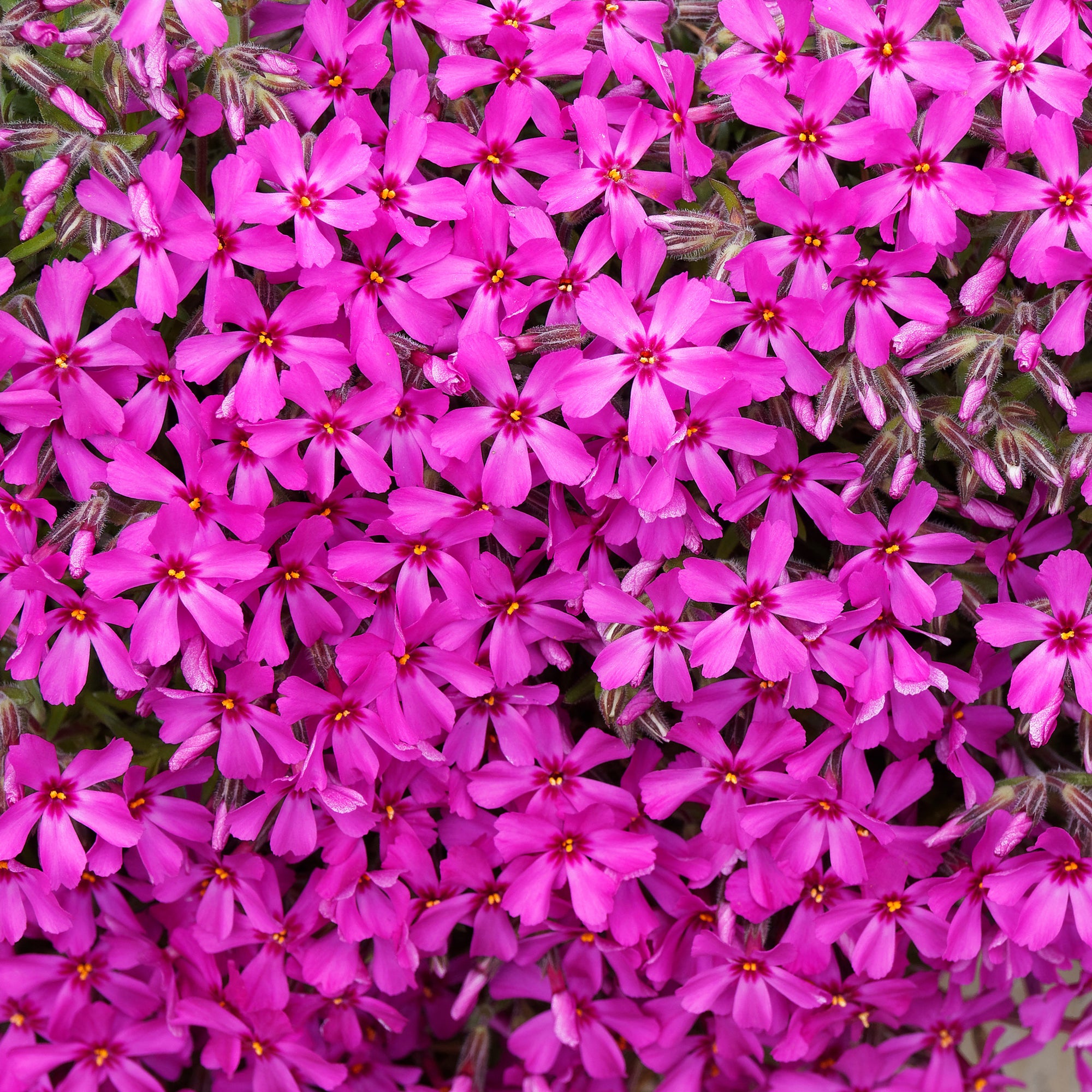 Bakker Scarlet Flame phlox mousse vivace pot 9cm fuchsia