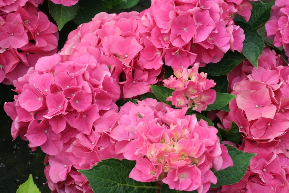 Les Hortensias du Haut Bois Paris hortensia macrophylla fleurs rondes