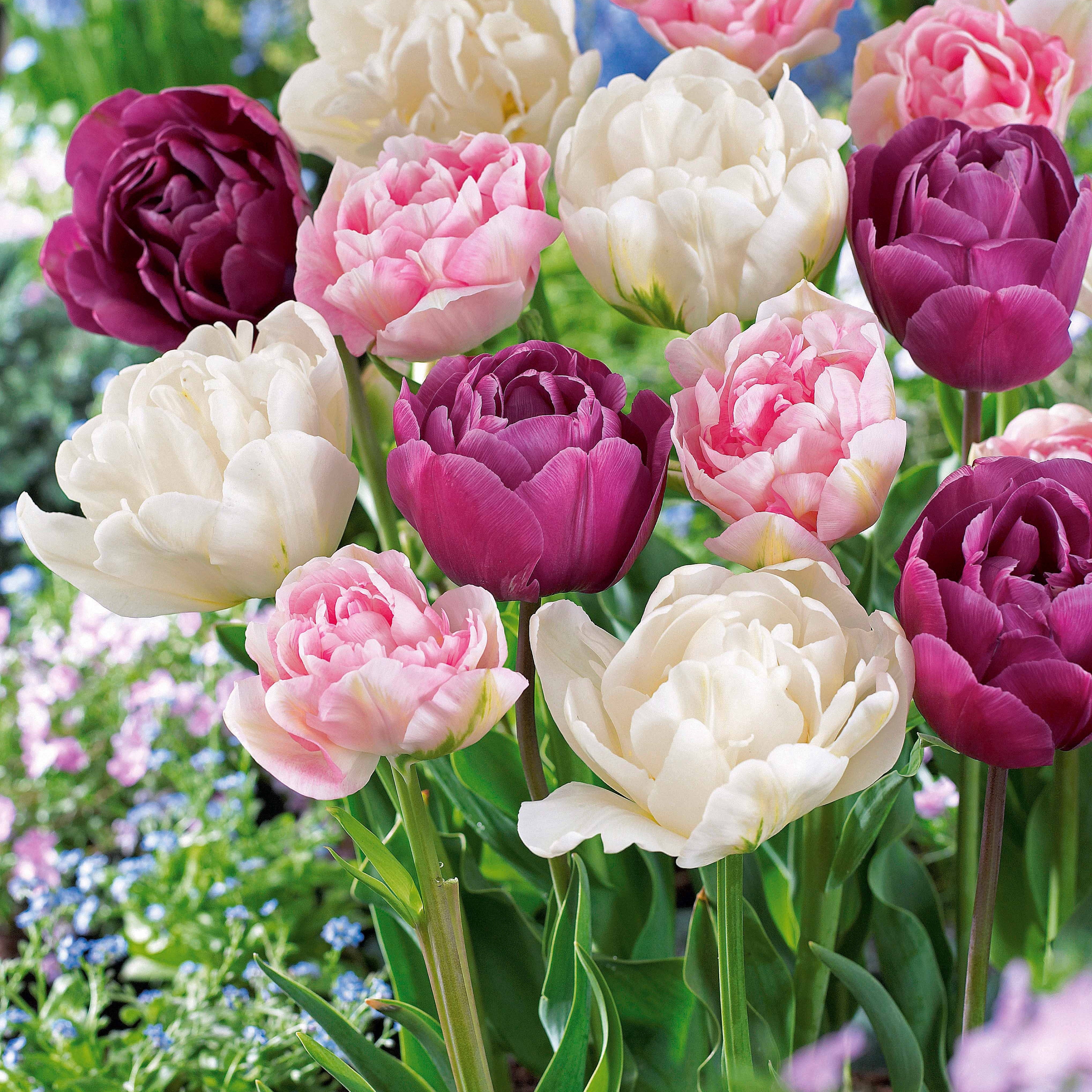Bakker Bulbes Tulipes pivoine sachet 24 bulbes doubles